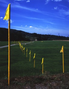 Art and Satoyama