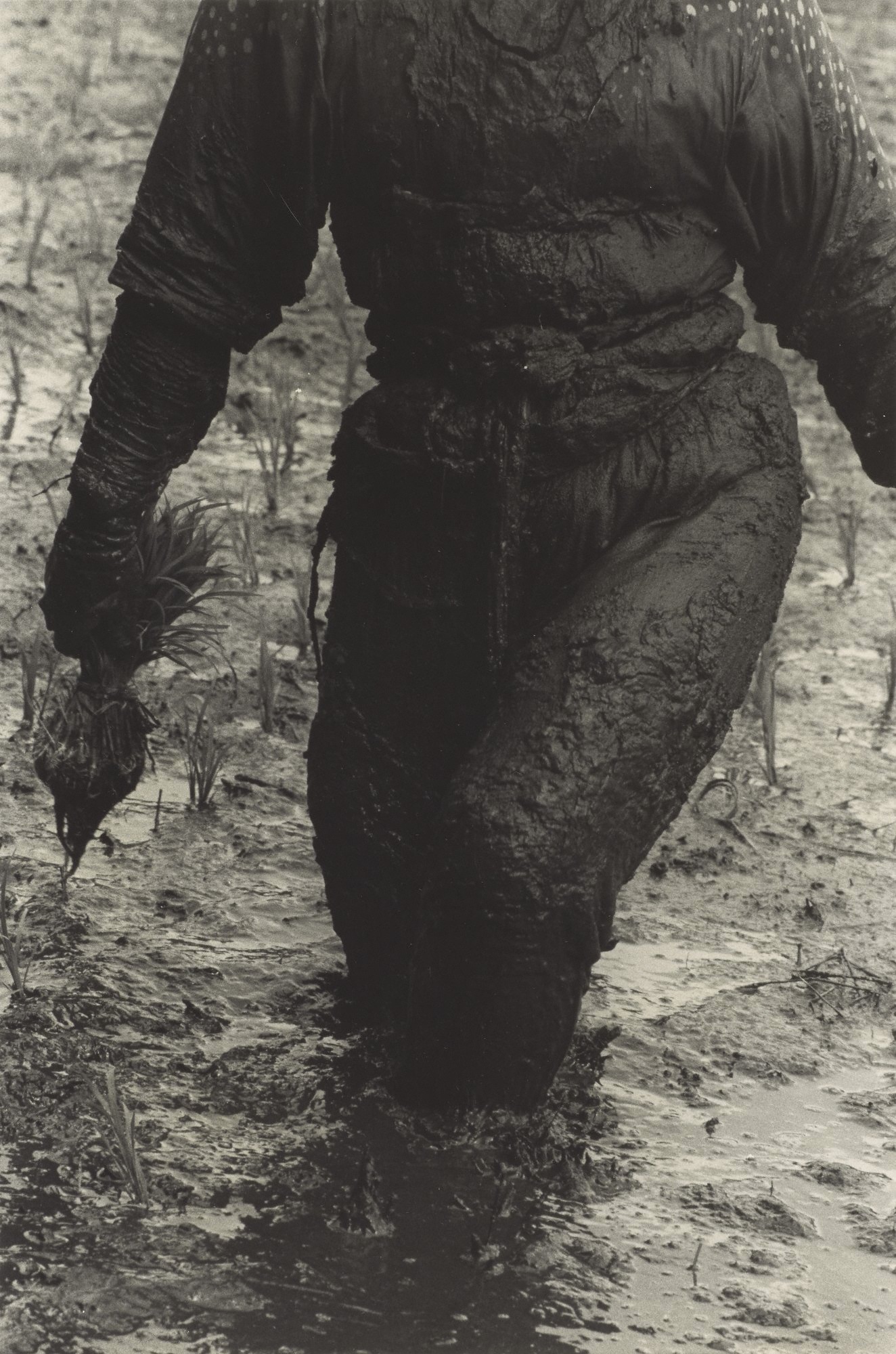 "Woman Planting Rice, Toyama Prefecture" (1955) by Hiroshi Hamaya, gelatin silver print, © Keisuke Katano, The J. Paul Getty Museum, Los Angeles.