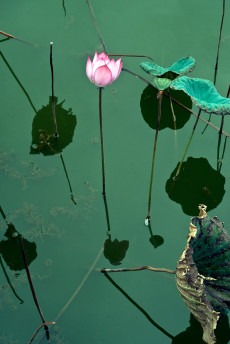 Poetry: Remembering Viet Nam