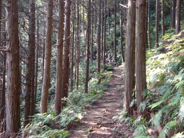 kumano-kodo-pilgrimage-path-forest