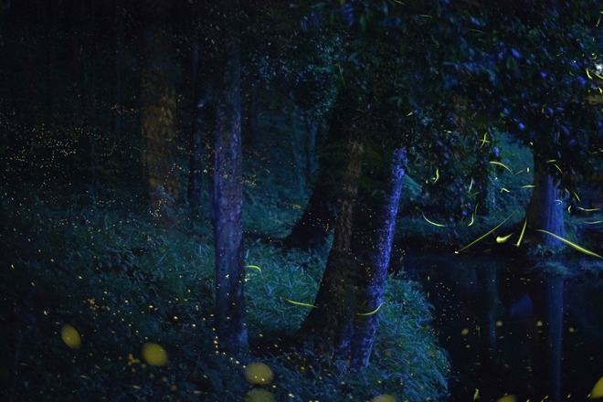 Fireflies Japanese symbolism