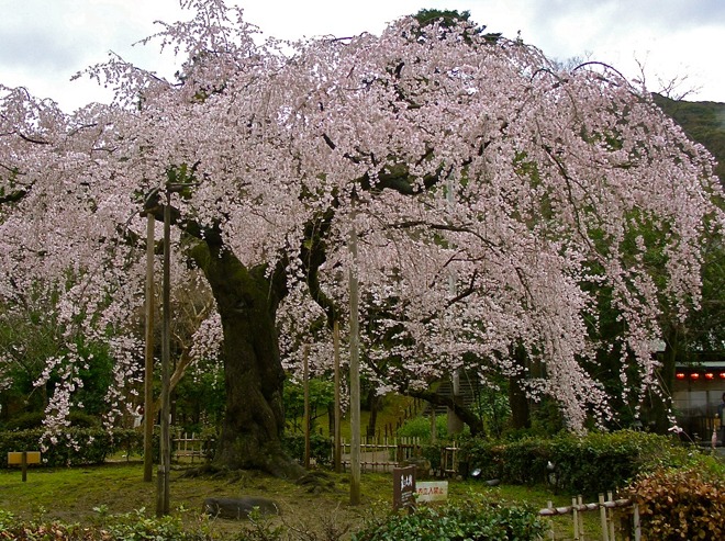 Cherry_blossoms_in_Kyoto