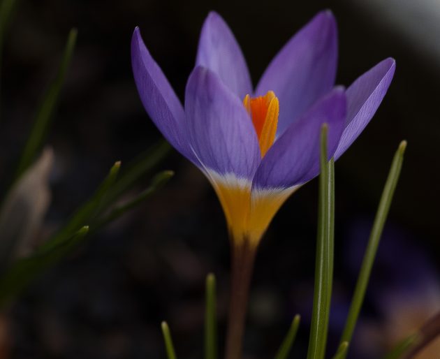 George Jisho Robertson Kyoto Journal poetry Buddhism hints of spring