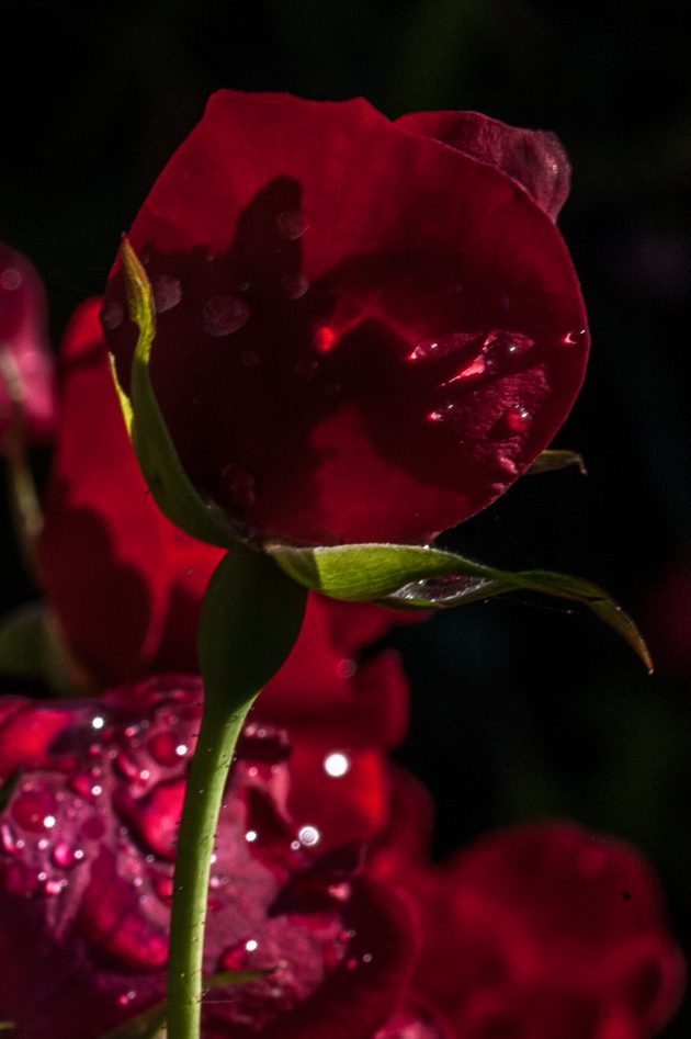 George Jisho Robertson Kyoto Journal poetry Buddhism july shadow worlds 4