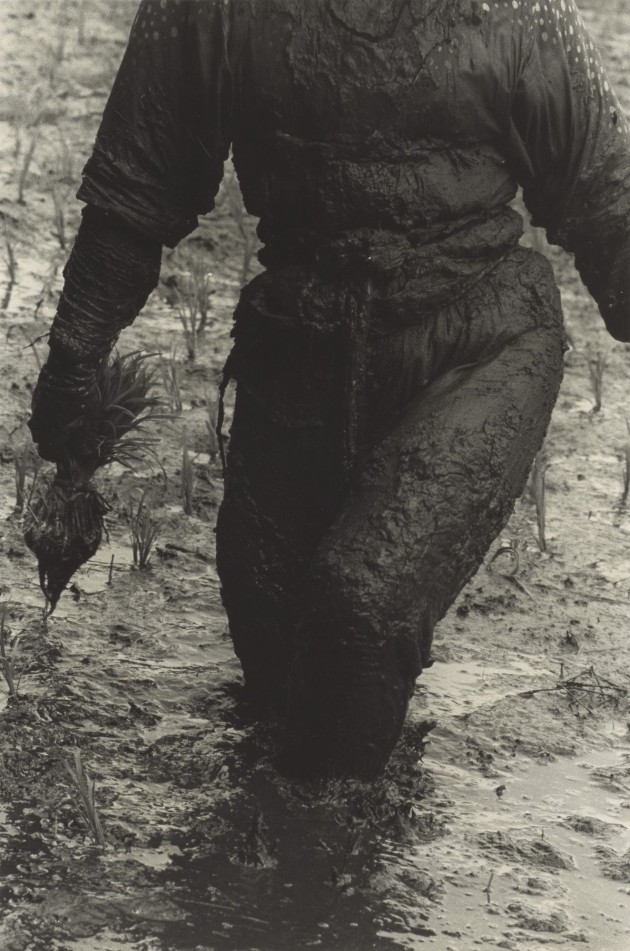 "Woman Planting Rice, Toyama Prefecture" (1955) by Hiroshi Hamaya, gelatin silver print, © Keisuke Katano, The J. Paul Getty Museum, Los Angeles.