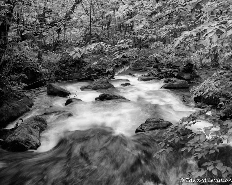 Edward_Levinson_flow+fate_web