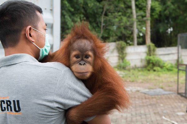Rescuing and Protecting Sumatra's Critically Endangered Orangutans
