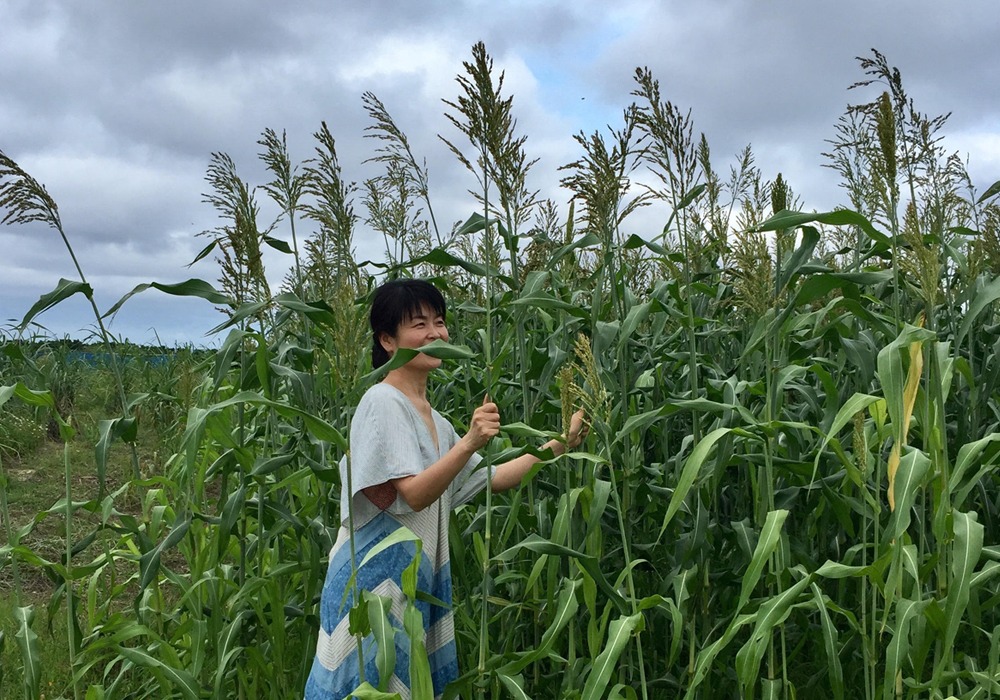 naokoforweb Millet Field