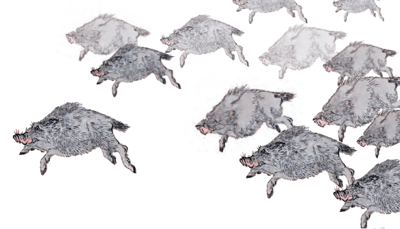 Hachinohe wild boar Japan