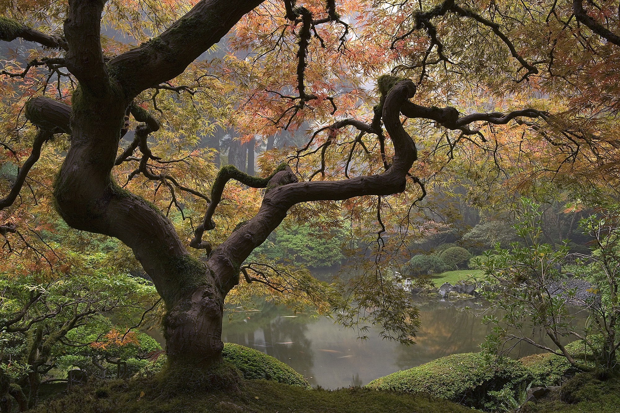 Found in Translation: Teaching the art of the Japanese garden – Kyoto ...