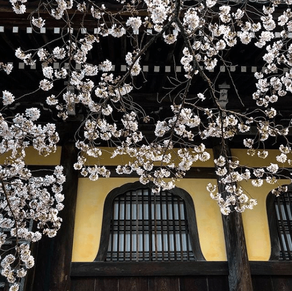 sakura john eianrsen