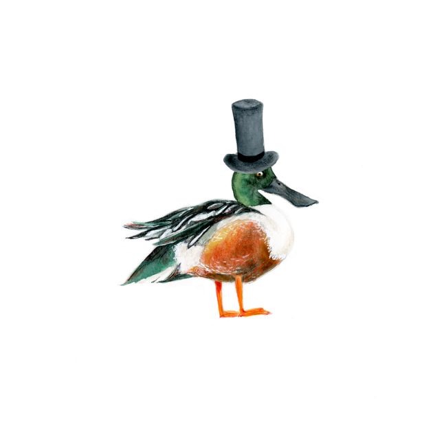 The Northern Shoveler-hat2