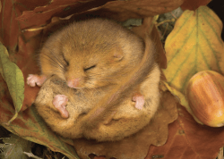 kyoto journal dormouse
